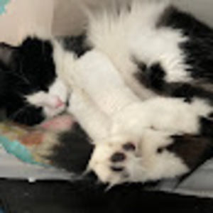 Meet your Posher, Caitlyn